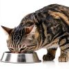 Cat Water Bowl ABRUTY Elevated Ceramic 16oz Tilted 4in Height-4