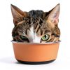 Stainless Steel Cat Bowls 6.4 Inch Whisker Friendly Set 2 Pack-1