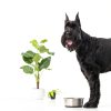 Neater Pet Brands Stainless Steel Dog Bowls with Non-Slip Rubber Bottom – Set of 2, 6 Cup (48 oz), Black - Heavy Duty Metal Dog Bowl, Dishwasher Safe, Food or Water Bowl, Ideal for Large Dogs-2