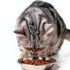 VENTION Shallow Cat Food Bowls, Stainless Steel Set of 4 for Indoor-2